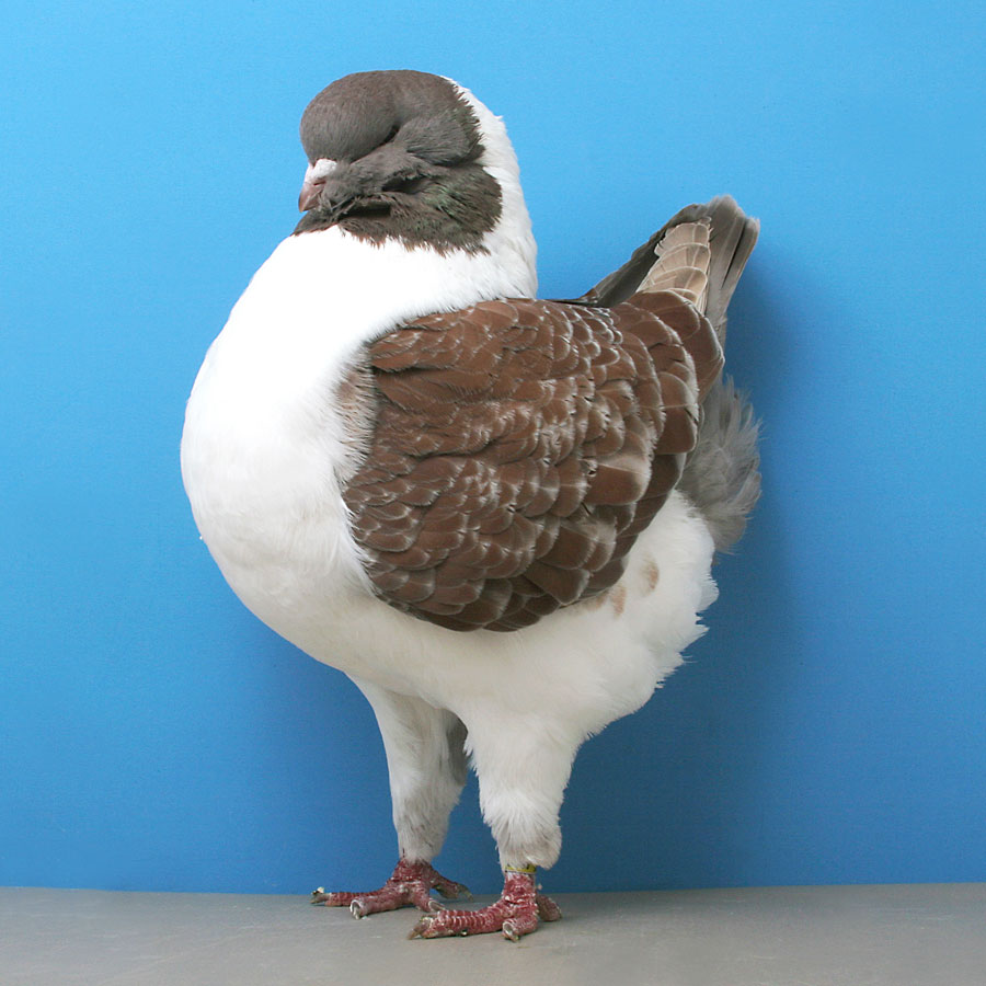 Modena pigeon