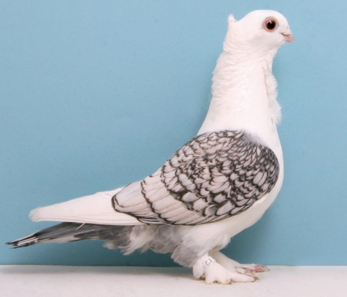 Satinette oriental frill pigeon