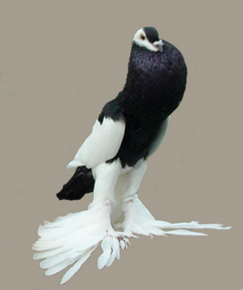 dara hias reversewing pouter pigeon
