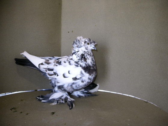merpati hias english trumpeter pigeon