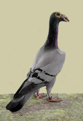 merpati pos pembawa berita english carrier pigeon