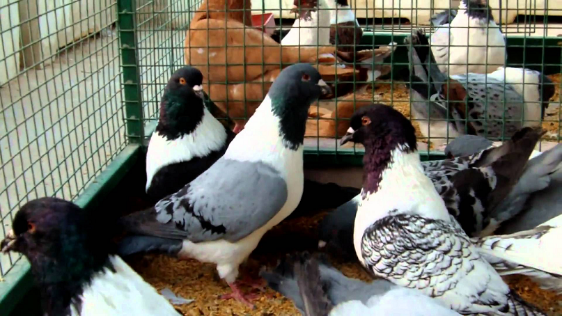 strasser pigeon