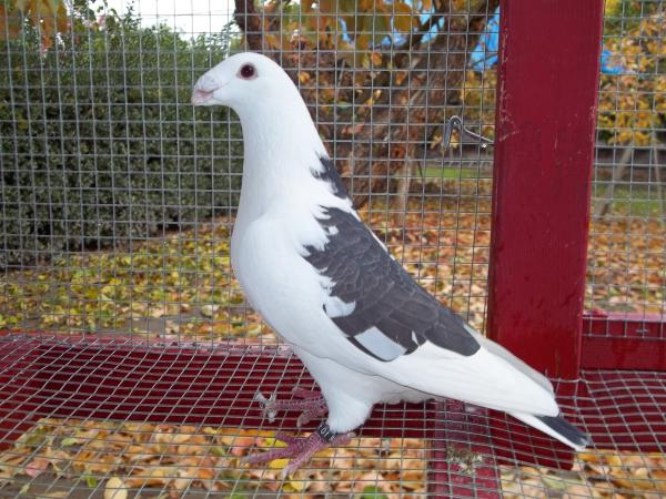 saddle-homer-pigeon