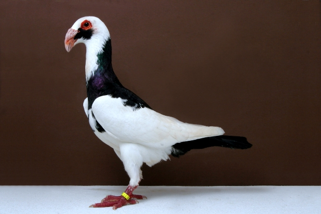 scandaroon-pigeon