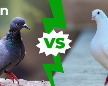 Perbedaan burung dara dan burung merpati